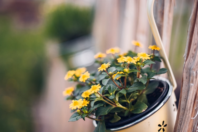 flowers for the front of your home to improve curb appeal