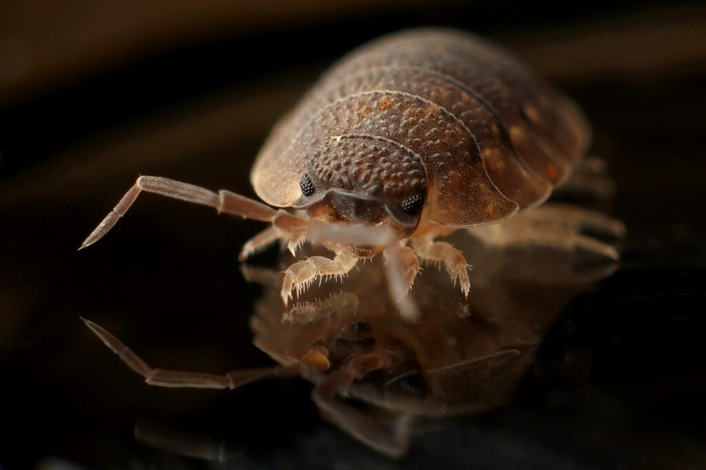 Signs You Have a Pest Infestation (And What to Do About It) - Unified Home Remodeling Unified Home Remodeling - Call Us At 1-888-631-2131
