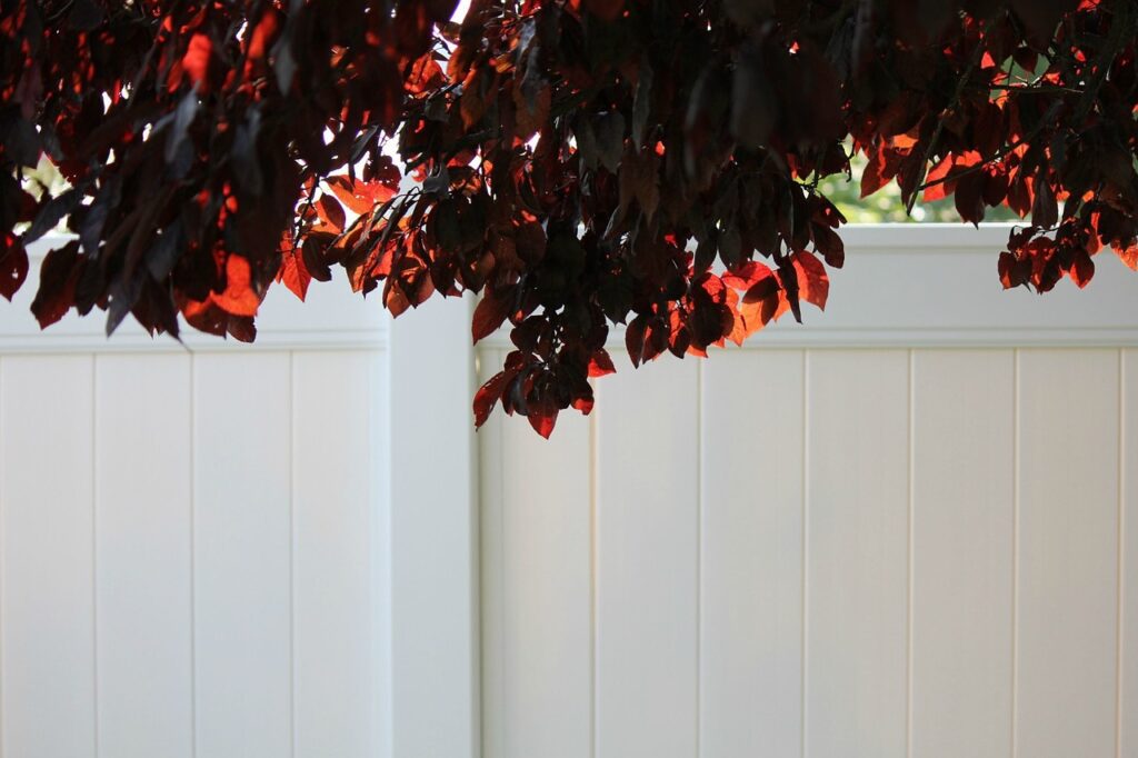 white vinyl fencing and plum tree leaves