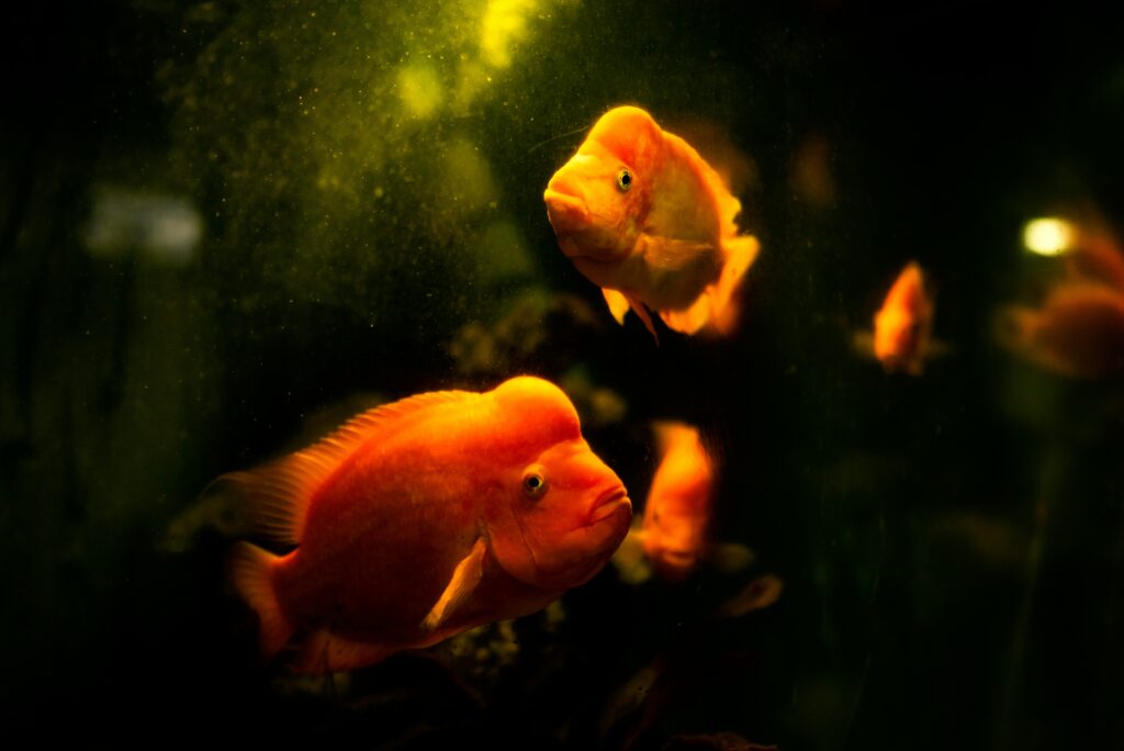 fish Aquariums