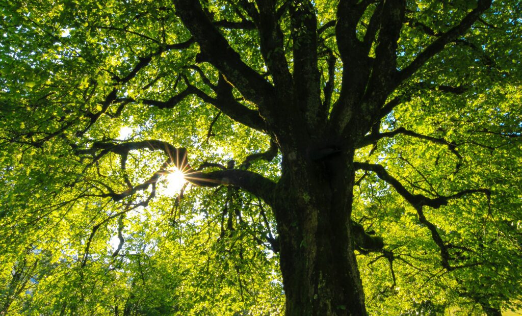 How an Arborist Keeps Your Trees Healthy and Safe - Unified Home Remodeling Trees