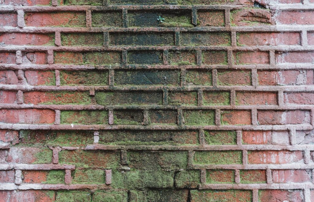 Understanding the Benefits of Professional Mold Removal - Unified Home Remodeling Mold Removal