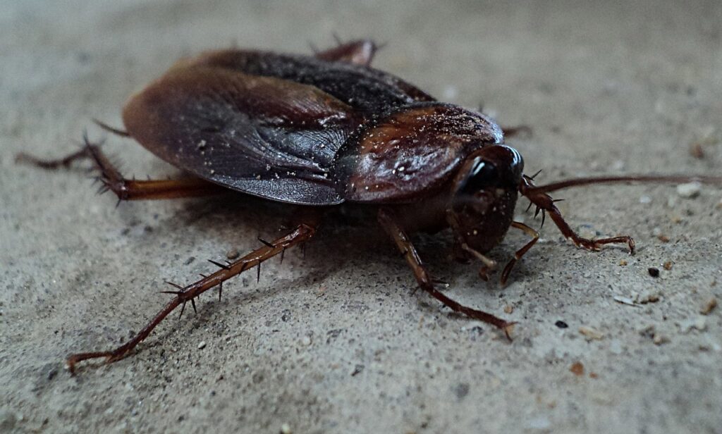 How Early Detection of Pests Can Save Your Home from Damage - Unified Home Remodeling Pests